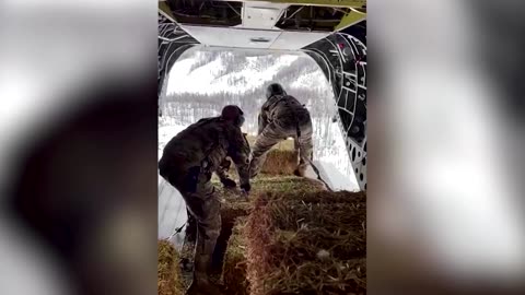 Hay airdropped to cows stranded in California snow