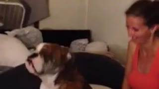 Talented English Bulldog Dances At The Foot Of The Bed Together With Owner