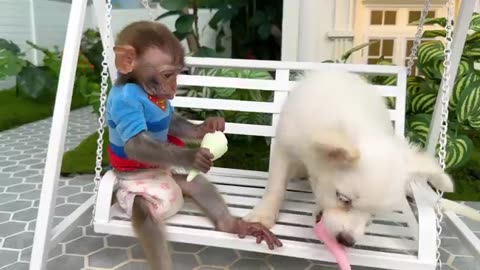 Monkey Baby Bon Bon Transports Giant Surprise Eggs And With Puppies In The Swimming pool