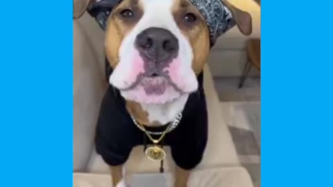 Cute dog funny video