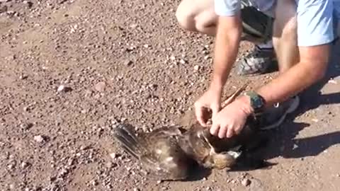 Eagle vs Bull snake