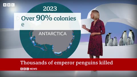 Thousands of emperor penguins killed in the Antarctic BBC News