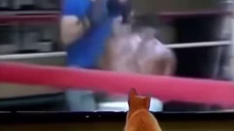 Cats funny Fights 😂