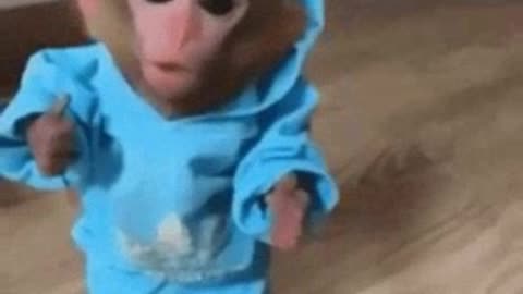 Monkey video