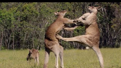 Kangaroo kills man, blocks medics in rare Australia attack