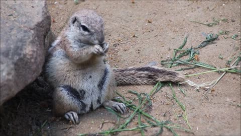 Squirrels Cape Rodents Mammals Animals Feeding