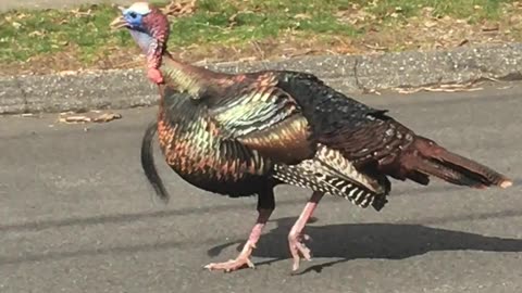 Massachusetts spring Male Turkey