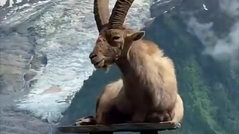 IBEX - The King of mountains