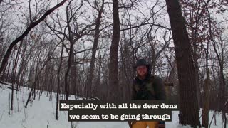 FORAGING for Wild BLACK CHERRY Wood