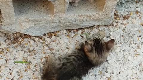 Kitty Sees Neighbor Cat Nemesis At Front Door, Meows The House Down