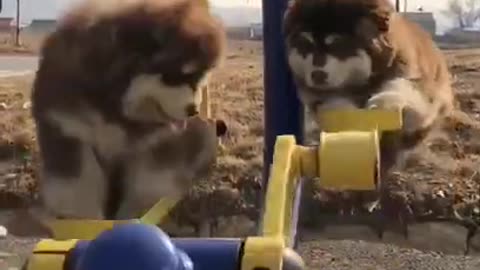 Baby Alaskan Malamute Cutest and Funniest Moments (7)