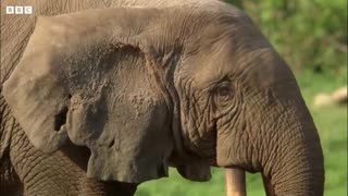 Disabled Baby Elephant Survives Natural World Forest Elephants BBC Earth