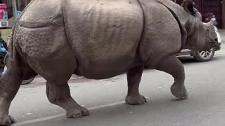 Rhino Wanders Down City Street