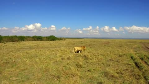 young lion hunting in maasai mara national reserve savanna at africa