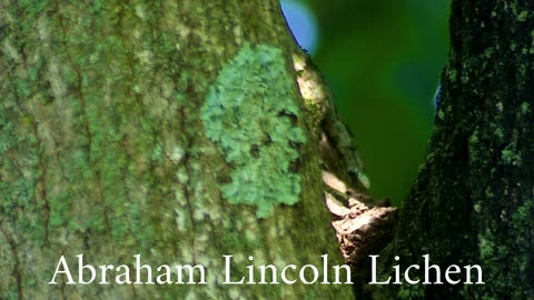 Abraham Lincoln Lichen Face on Tree
