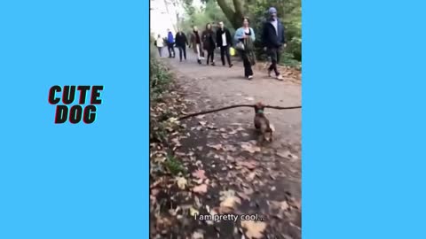 Little dog carrying a branch