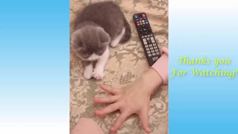 Baby cat- Cute and funny cat video Compilation #3