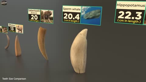 Teeth Size Comparison _ Animal _ Mammal _ Monster _ Fictional