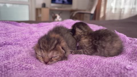 Cute Cat Reacts to Newborn Kittens for the First Time!