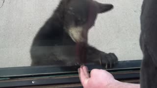 bears at zoo 5