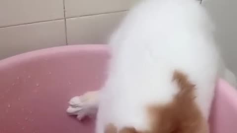 How often does your cat take a bath.