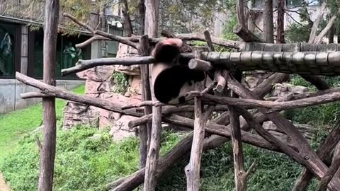 Playful Pandas at the National Zoo