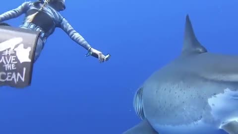 World's Largest Known Great White Shark