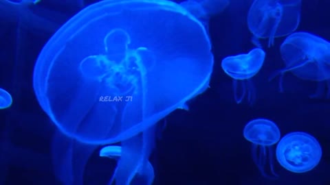 Attractive Jellyfish under the sea