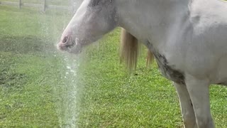 Horse Cools off in Lawn Sprinkler