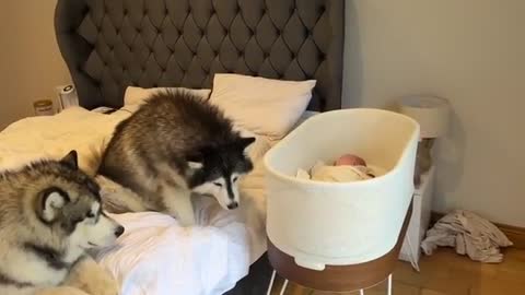 Curious Dogs Watch Over Newborn Baby! They Try To Mother Him!!