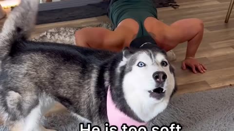 Doing Push Ups In Front Of My Husky