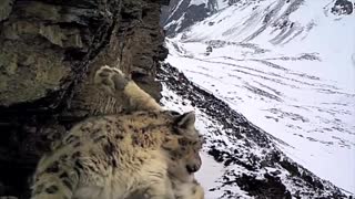 monitoring snow leopard in nepal
