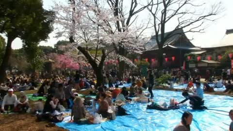 Cherry blossoms in full bloom in Tokyo