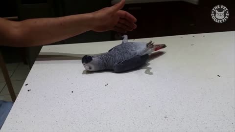 funny video in parrots