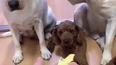 Dog Tattles On Brother and Brother doesn't Like It