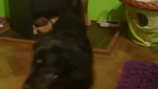 Funny Dog want to eat a pig