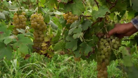 Sheep and turkey grapes in a wine estate