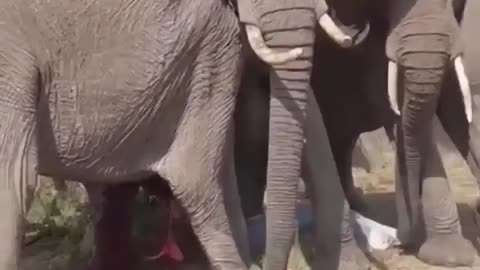 Elephant giving birth