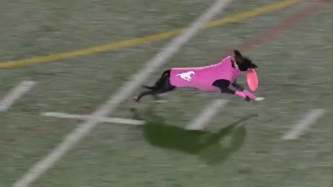 Dog sets frisbee record for long catch 😯😯😯