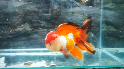 The most beautiful Oranda Goldfish-15