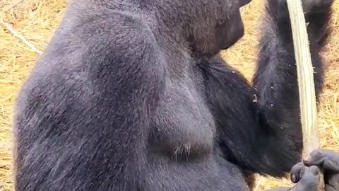 Watch this gorilla flossing! Gorillas eat the leaves and bark off branches. #gorilla #asmr #mukbang