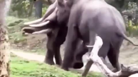 Elephant's fighting scene 🐘
