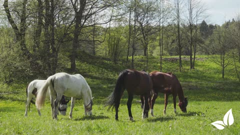 Pasture Fertiliser All-In-One • Organifer