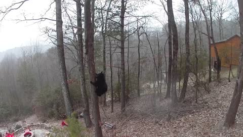 Bear chasing birdfeeders - Dec 2022