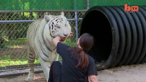 Florida Woman Keeps Bengal Tigers In Her Garden