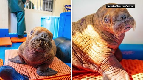 Rescue center provides 24-hour cuddle care for young walrus calf