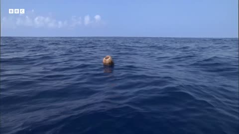 What Do These Birds and Coconuts Have In Common South Pacific BBC Earth