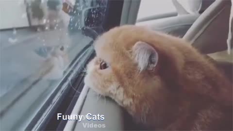 FUNNY CATS