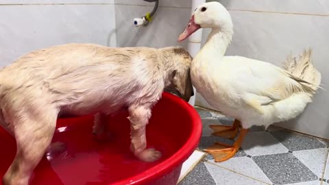 How do ducks react when they see a dog taking a bath? Labrador puppy invites duck to bathe🦆🐶