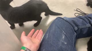 Three kittens playing with the laces on my combat boots